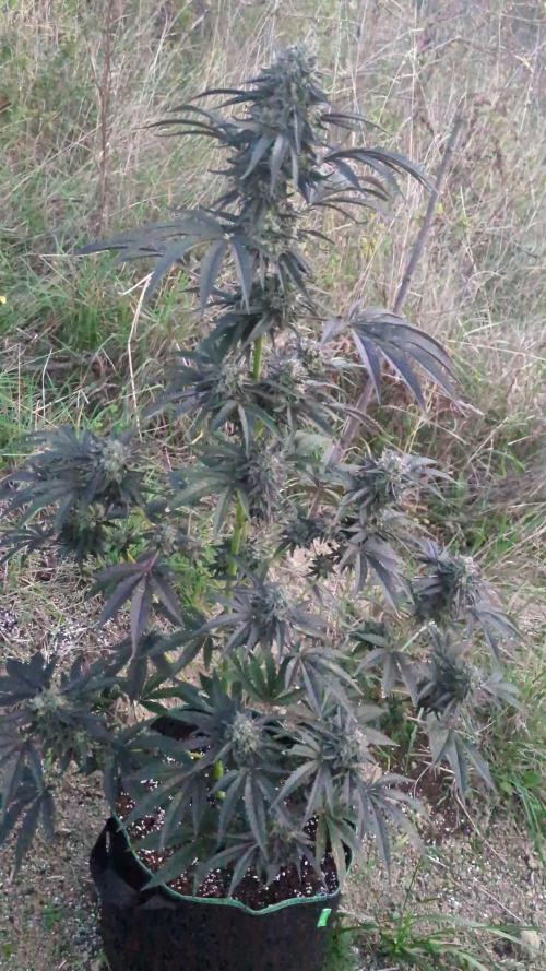 Guerrilla fastbuds🇮🇹