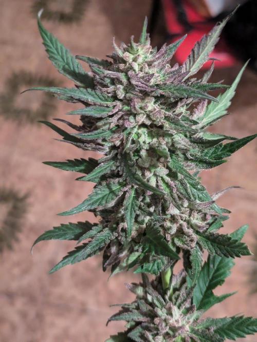 Guerrilla fastbuds🇮🇹. Week 24