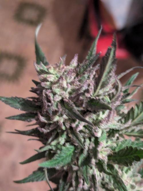 Guerrilla fastbuds🇮🇹. Week 24