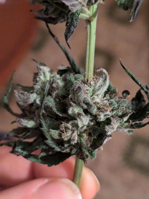 Guerrilla fastbuds🇮🇹. Week 24