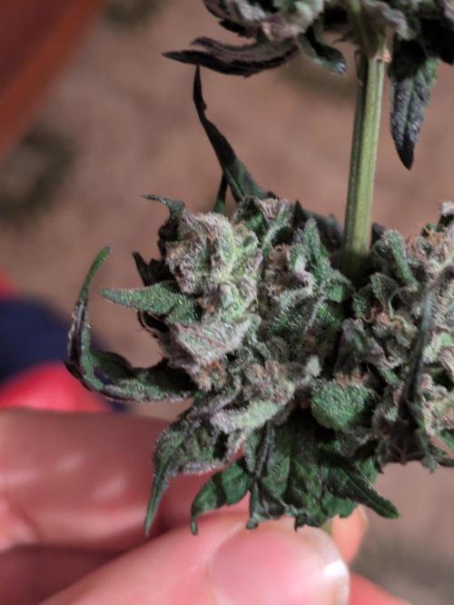 Guerrilla fastbuds🇮🇹. Week 24