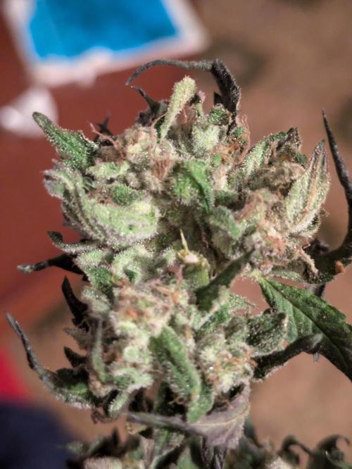 Guerrilla fastbuds🇮🇹. Week 24