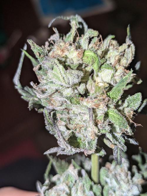 Guerrilla fastbuds🇮🇹. Week 24