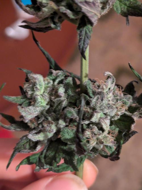 Guerrilla fastbuds🇮🇹. Week 24