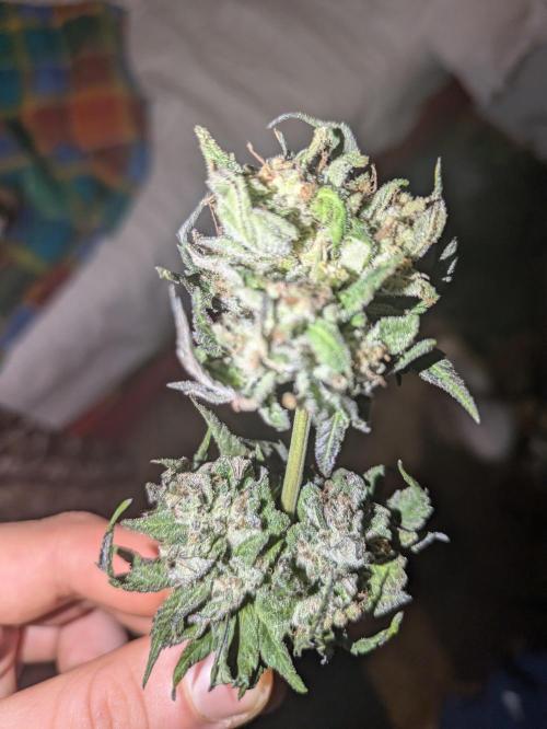 Guerrilla fastbuds🇮🇹. Week 24