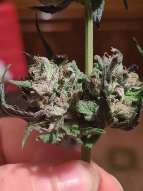 Guerrilla fastbuds🇮🇹