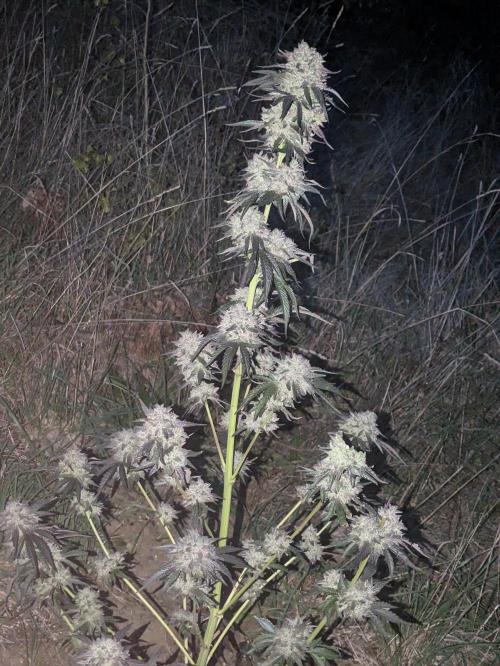 Guerrilla fastbuds🇮🇹. Week 24