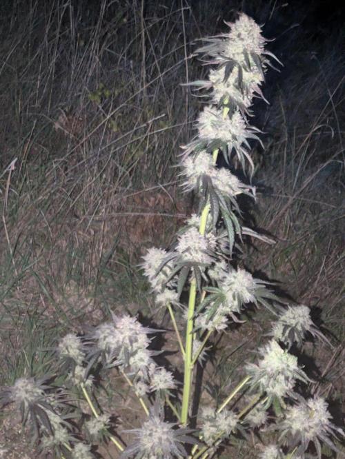 Guerrilla fastbuds🇮🇹. Week 24