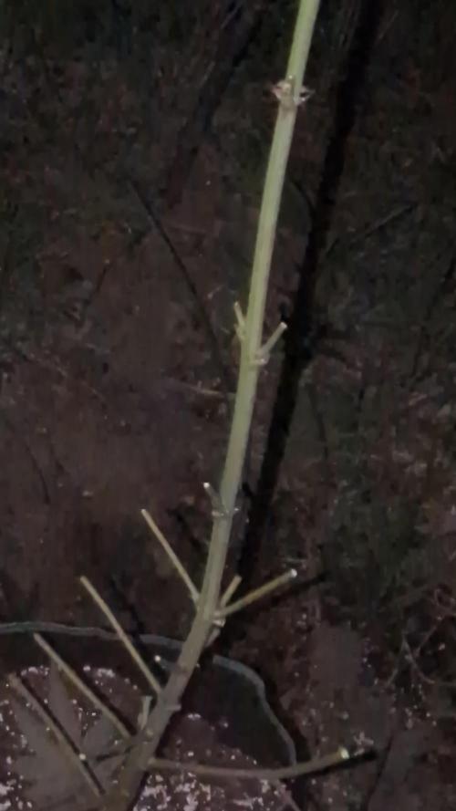 Guerrilla fastbuds🇮🇹