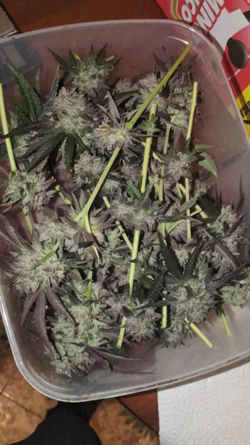 Guerrilla fastbuds🇮🇹