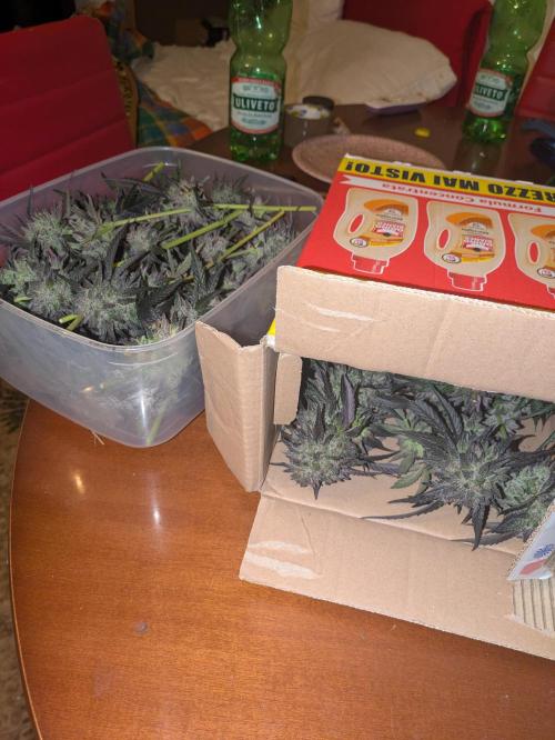 Guerrilla fastbuds🇮🇹. Week 25