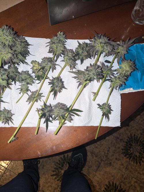 Guerrilla fastbuds🇮🇹. Week 25