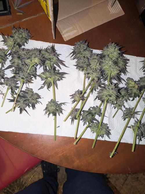 Guerrilla fastbuds🇮🇹. Week 25