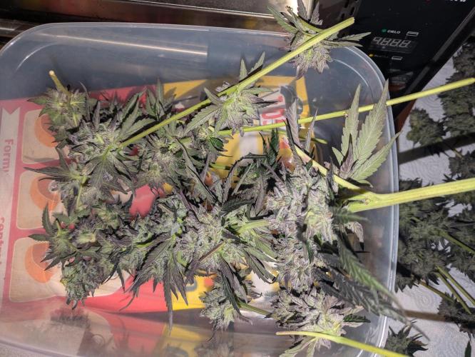 Guerrilla fastbuds🇮🇹. Week 25