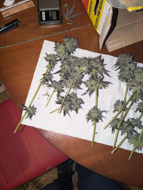 Guerrilla fastbuds🇮🇹. Week 25