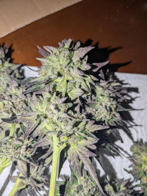 Guerrilla fastbuds🇮🇹. Week 25