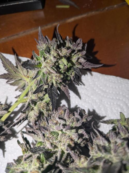 Guerrilla fastbuds🇮🇹. Week 25