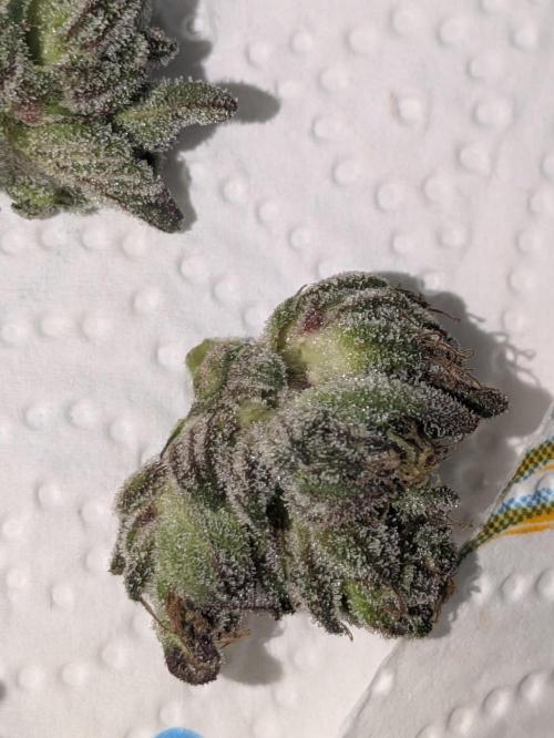 Guerrilla fastbuds🇮🇹. Week 25