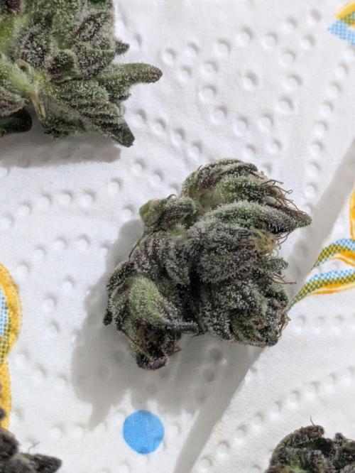 Guerrilla fastbuds🇮🇹. Week 25