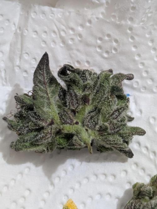 Guerrilla fastbuds🇮🇹. Week 25