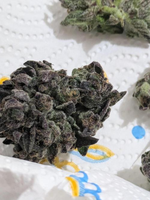 Guerrilla fastbuds🇮🇹. Week 25