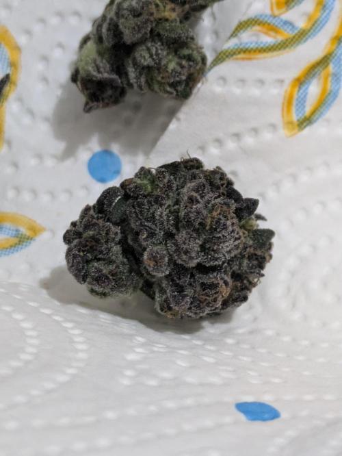 Guerrilla fastbuds🇮🇹. Week 25