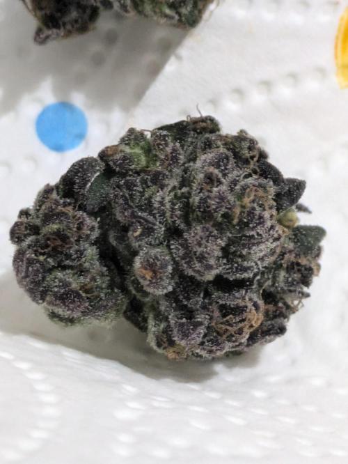 Guerrilla fastbuds🇮🇹. Week 25