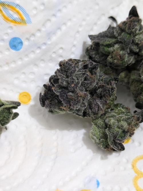 Guerrilla fastbuds🇮🇹. Week 25