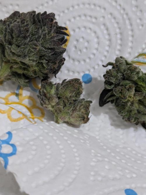 Guerrilla fastbuds🇮🇹. Week 25