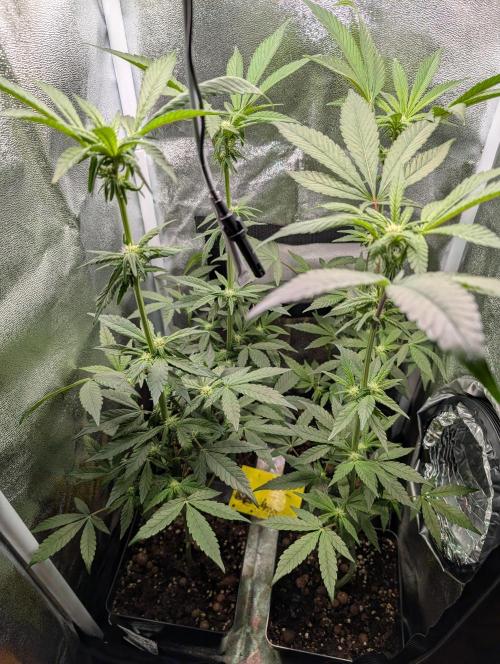 Biscotti Gelato | Micro Mother. Week 11