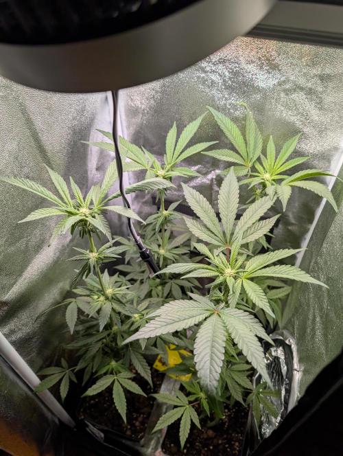 Biscotti Gelato | Micro Mother. Week 11