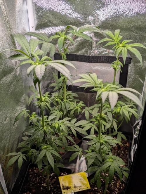 Biscotti Gelato | Micro Mother. Week 11