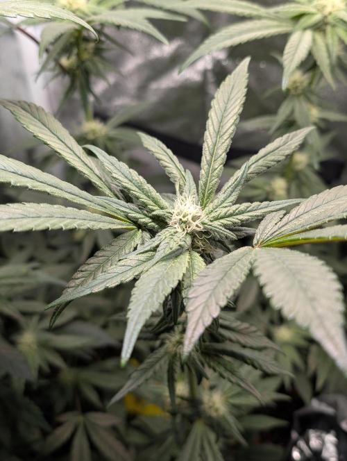 Biscotti Gelato | Micro Mother. Week 12