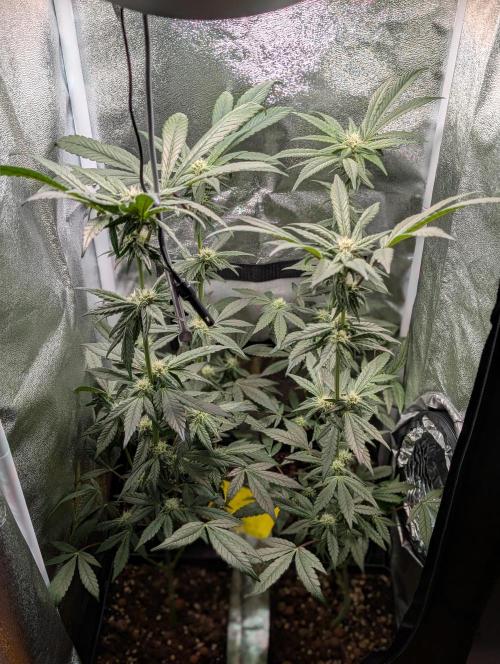 Biscotti Gelato | Micro Mother. Week 12