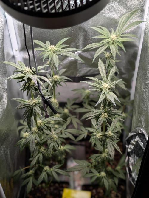 Biscotti Gelato | Micro Mother. Week 12