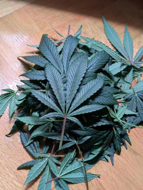 Biscotti Gelato | Micro Mother. Week 12