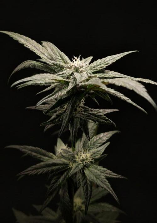 Biscotti Gelato | Micro Mother. Week 13