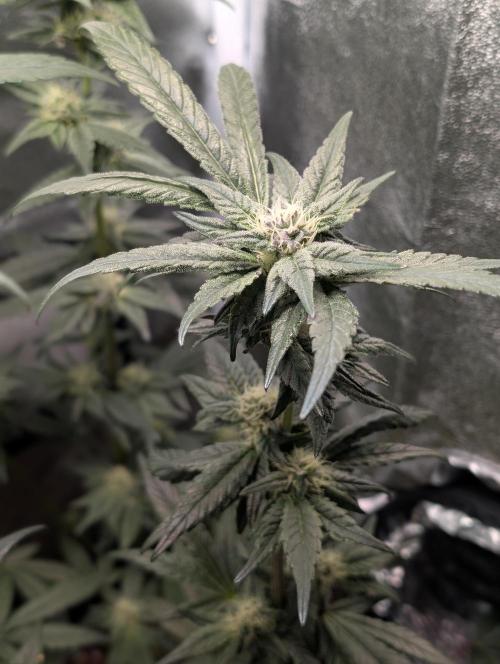 Biscotti Gelato | Micro Mother. Week 13