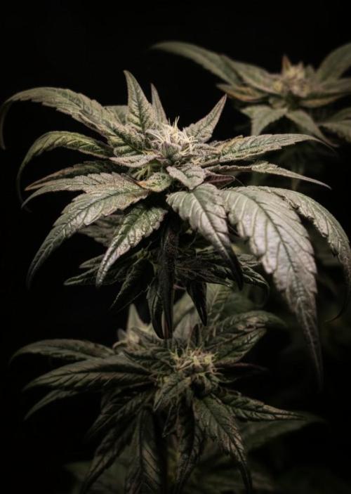 Biscotti Gelato | Micro Mother. Week 14