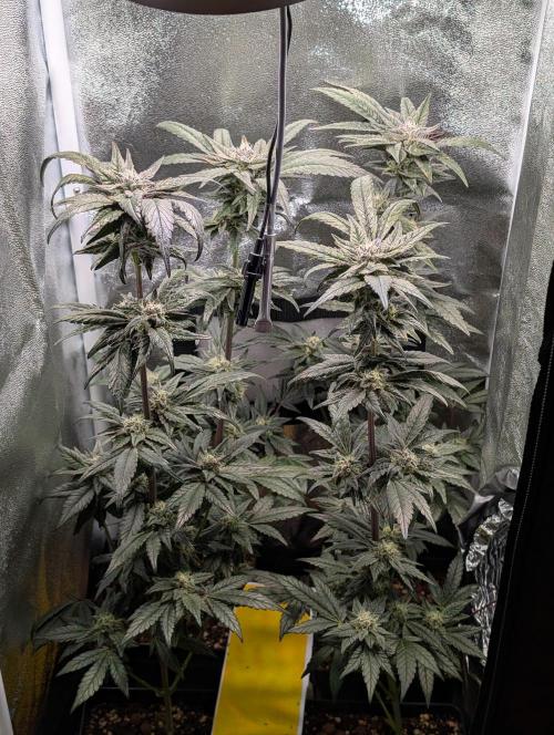 Biscotti Gelato | Micro Mother. Week 14