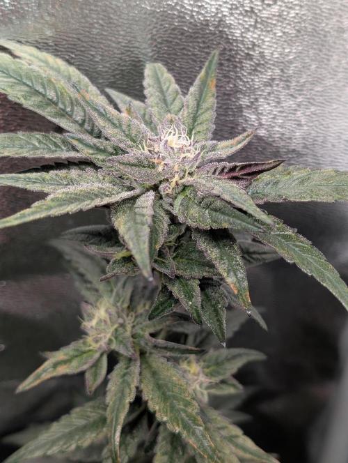 Biscotti Gelato | Micro Mother. Week 14