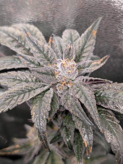 Biscotti Gelato | Micro Mother. Week 15