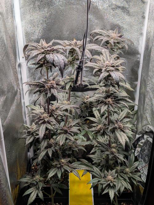 Biscotti Gelato | Micro Mother. Week 15