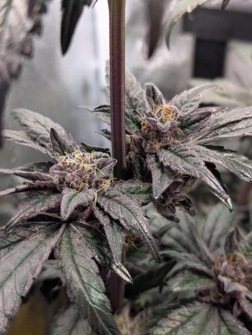 Biscotti Gelato | Micro Mother. Week 15