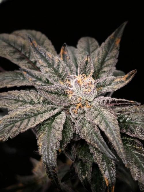 Biscotti Gelato | Micro Mother. Week 15