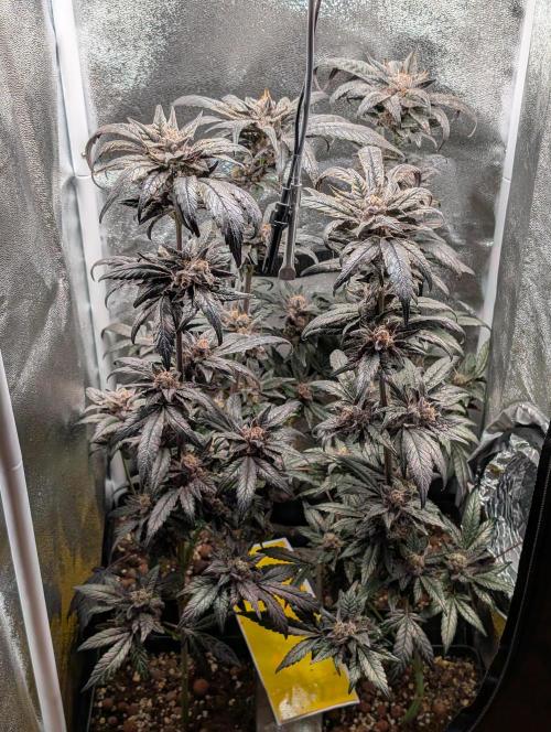 Biscotti Gelato | Micro Mother. Week 16