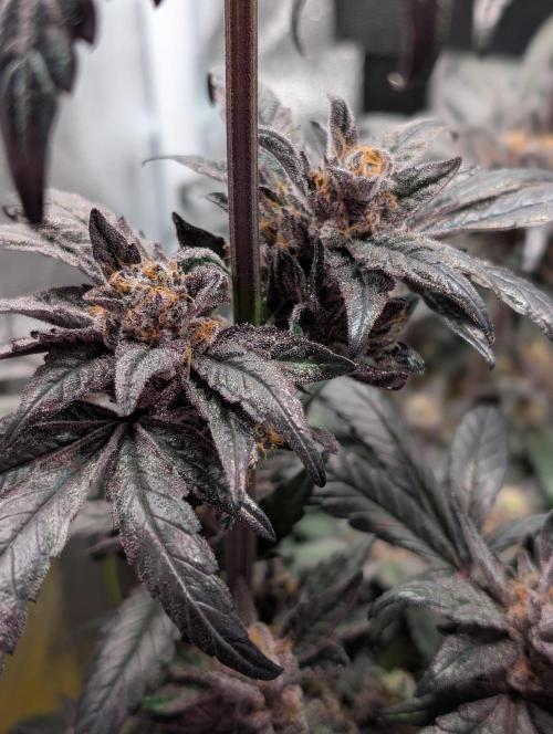 Biscotti Gelato | Micro Mother. Week 16