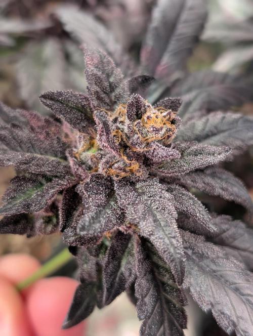 Biscotti Gelato | Micro Mother. Week 17