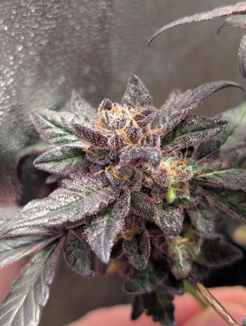 Biscotti Gelato | Micro Mother. Week 17