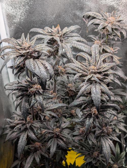 Biscotti Gelato | Micro Mother. Week 17